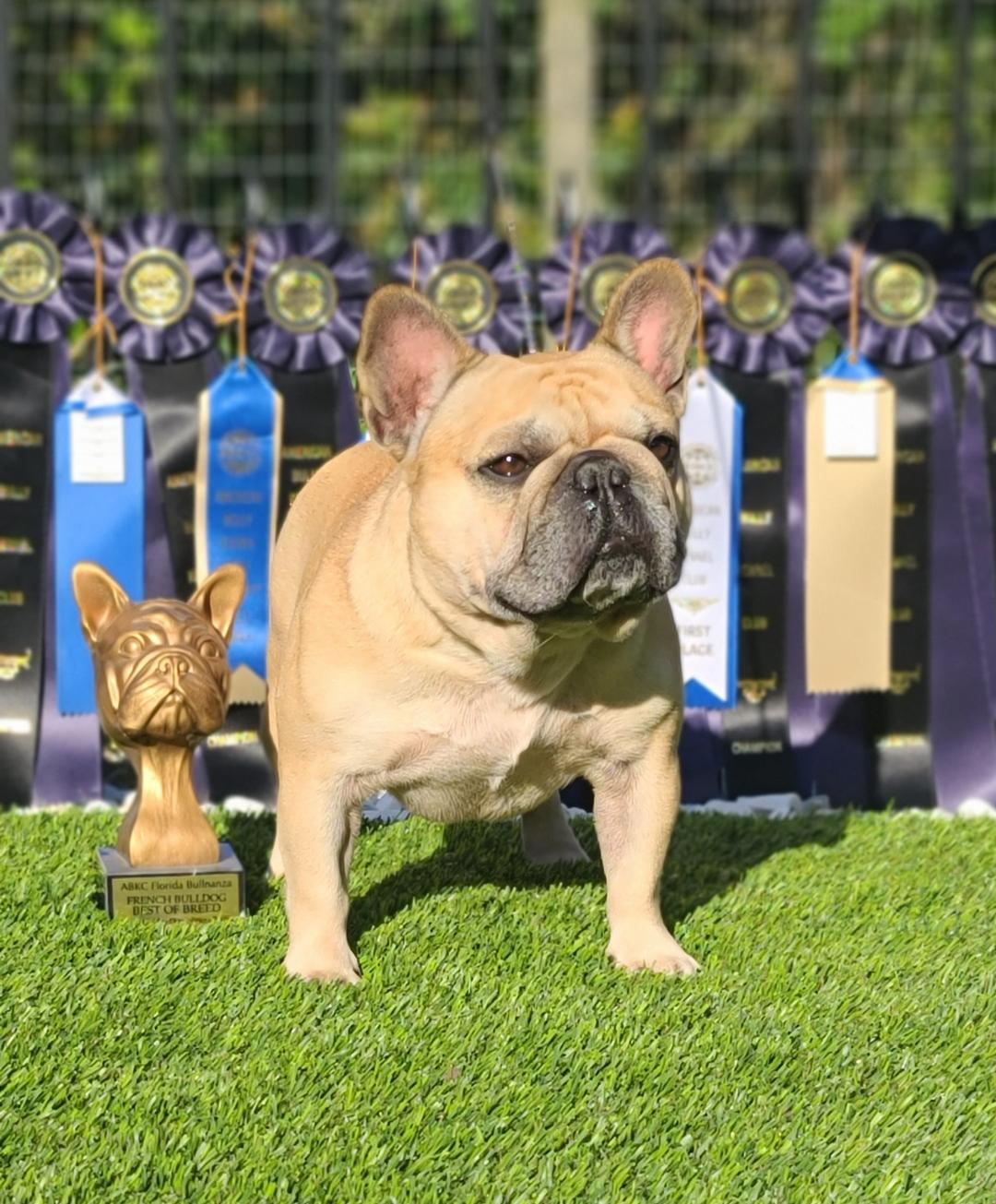 ABKC Nationals 2023, ABKC, UKC, East Coast dog events, Southern dog shows, American Bully, French Bulldog