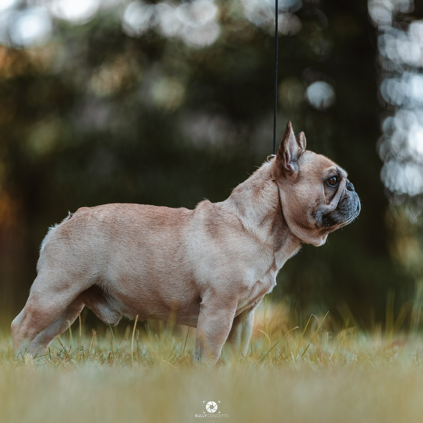 ABKC Nationals 2023, ABKC, UKC, East Coast dog events, Southern dog shows, American Bully, French Bulldog